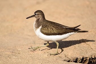 Common Sandpiper Walking on Sandy Beach Shore