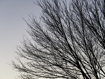Silhouette of bare tree branches against a pale sky