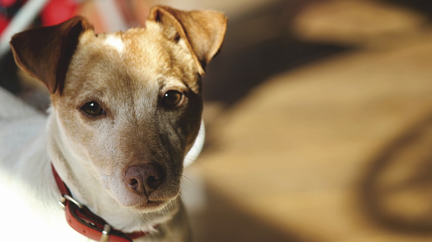 Close-up portrait of a brown and white dog with red collar