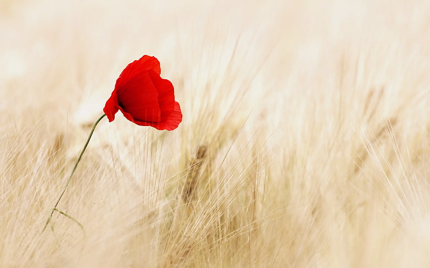 Lone Red Poppy in Golden Wheat Field