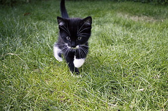 Cute black and white kitten walking on green grass