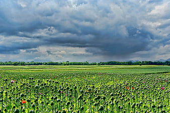 Vibrant Poppy Field Under Dramatic Storm Clouds