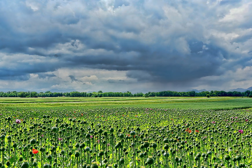 Vibrant Poppy Field Under Dramatic Storm Clouds