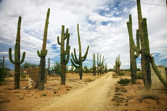 Dirt Road Lined with Saguaro Cacti in Arizona Desert