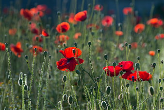 Vibrant Red Poppies Blooming in a Sunlit Meadow