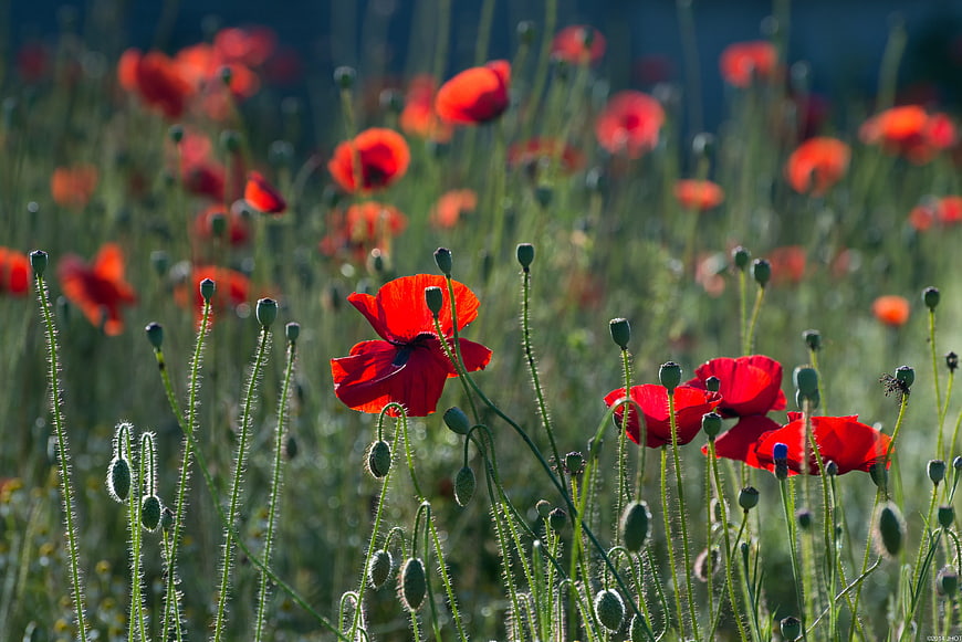 Vibrant Red Poppies Blooming in a Sunlit Meadow