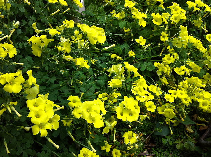 Vibrant Yellow Oxalis Flowers in a Lush Garden