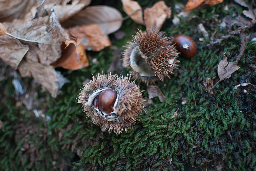 Chestnuts in spiky husks on mossy forest floor