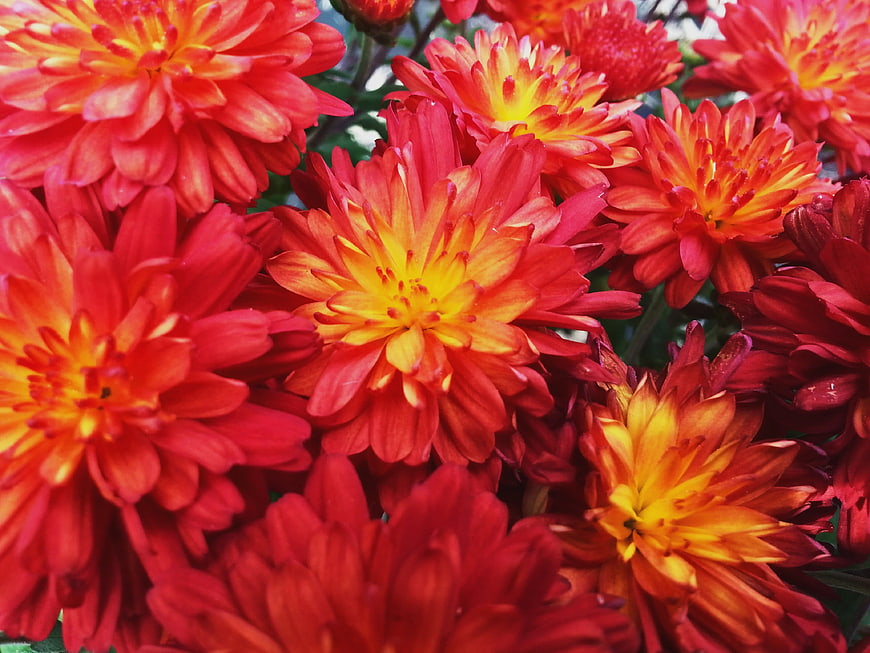 Vibrant Red and Yellow Chrysanthemum Flowers Close Up