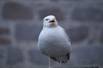 Close-up of a white seagull standing against a blurred background