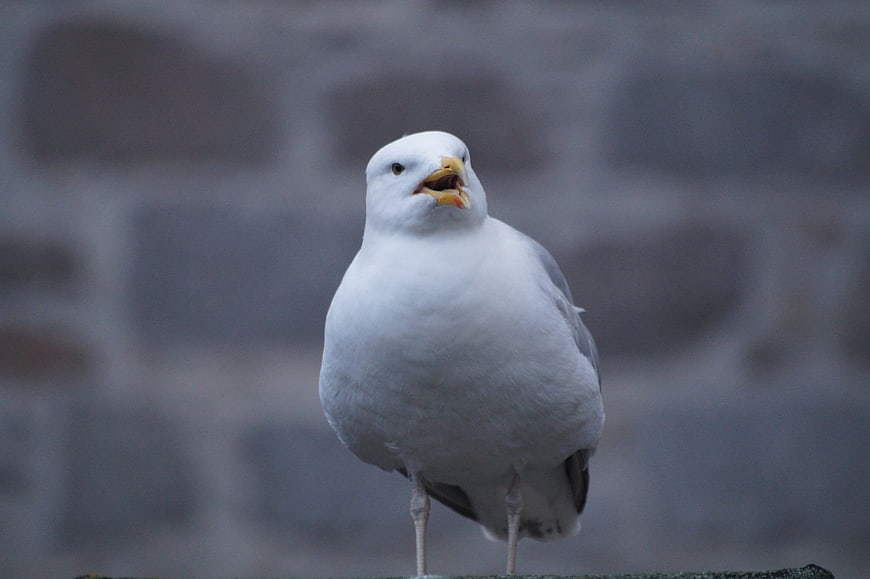 Close-up of a white seagull standing against a blurred background