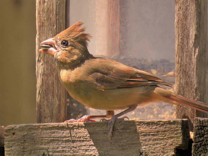 Female Northern Cardinal perched on wooden bird feeder