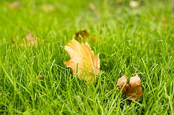 Fallen yellow maple leaf on vibrant green grass