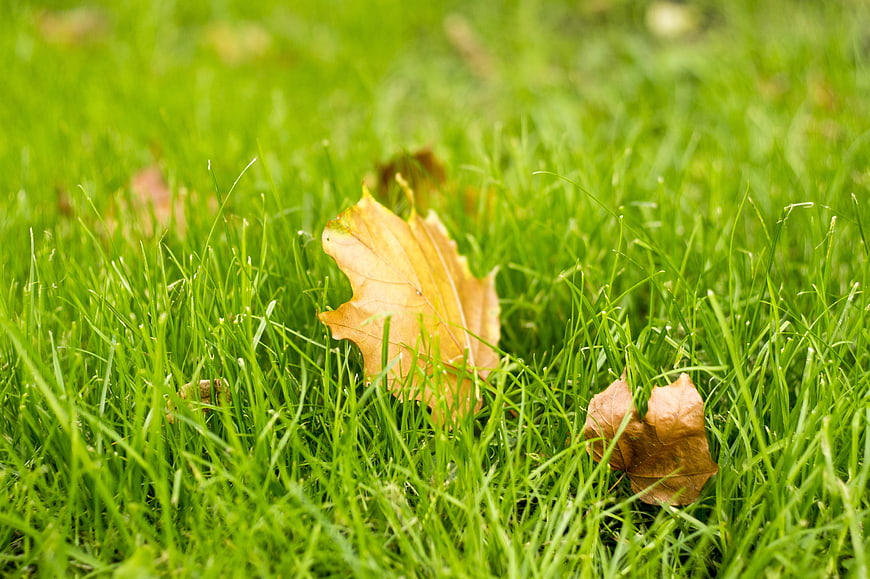 Fallen yellow maple leaf on vibrant green grass