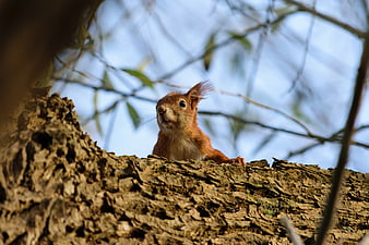 Red squirrel perched on tree trunk in forest