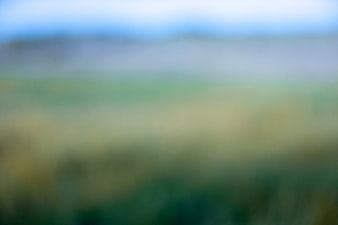 Abstract Blurred Green Meadow Background