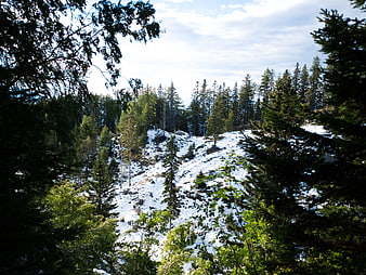 Snowy Mountain Slope Framed by Dark Pine Trees