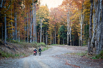 Two Motorcyclists Riding on Forest Road in Autumn