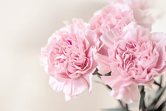 Pink Carnations Close Up On Soft Beige Background