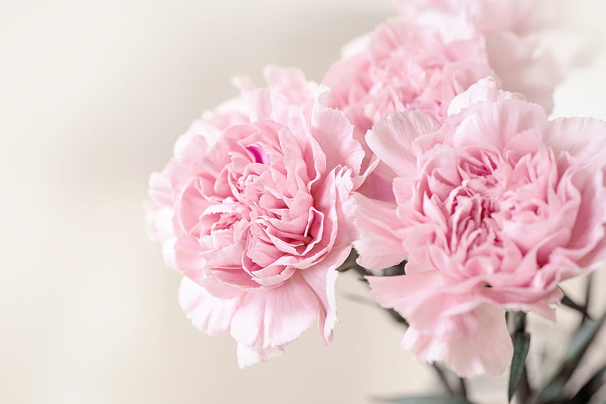Pink Carnations Close Up On Soft Beige Background