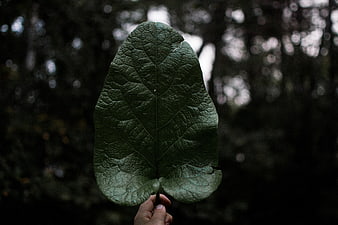 Hand holding large green leaf against dark forest background