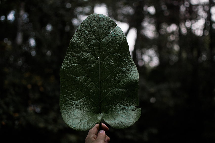 Hand holding large green leaf against dark forest background