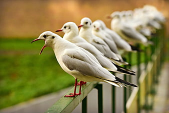 Row of seagulls perched on a green railing with one bird calling