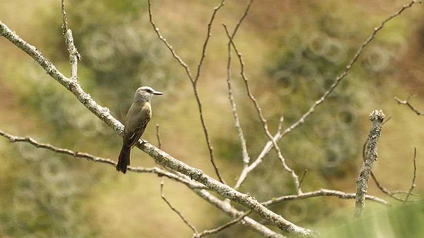 Small brown bird perched on a lichen-covered branch in nature
