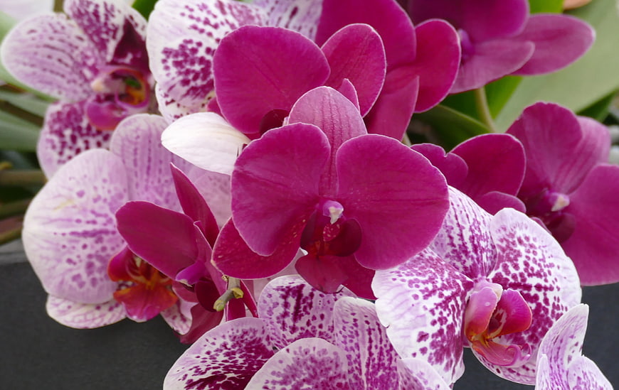 Vibrant Pink and White Orchid Flowers Close-Up