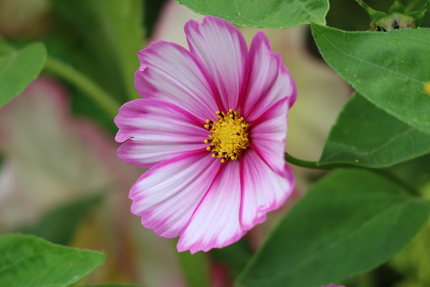 Close-up of a pink and white cosmos flower with yellow center