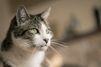 Close-up portrait of a tabby and white cat with green eyes