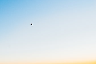 Silhouette of a bird flying in a blue sky