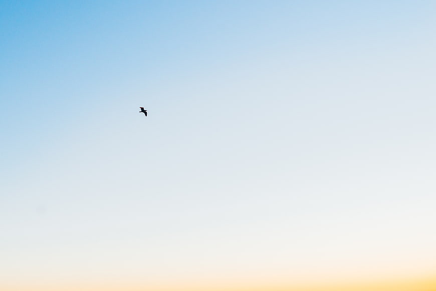 Silhouette of a bird flying in a blue sky
