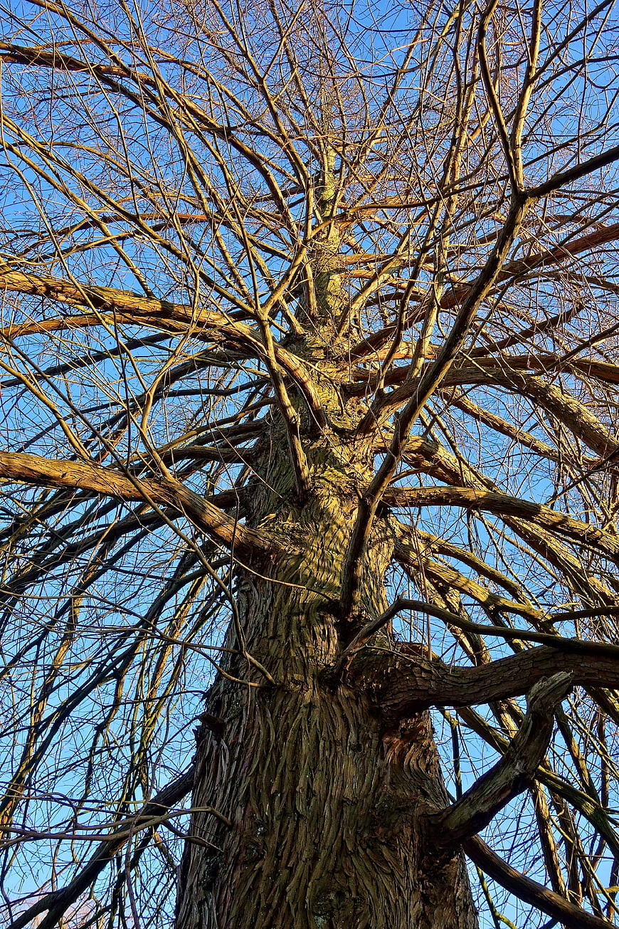 Low angle view of bare tree branches against blue sky