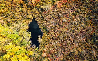 Aerial View of Dark Pond in Colorful Autumn Forest