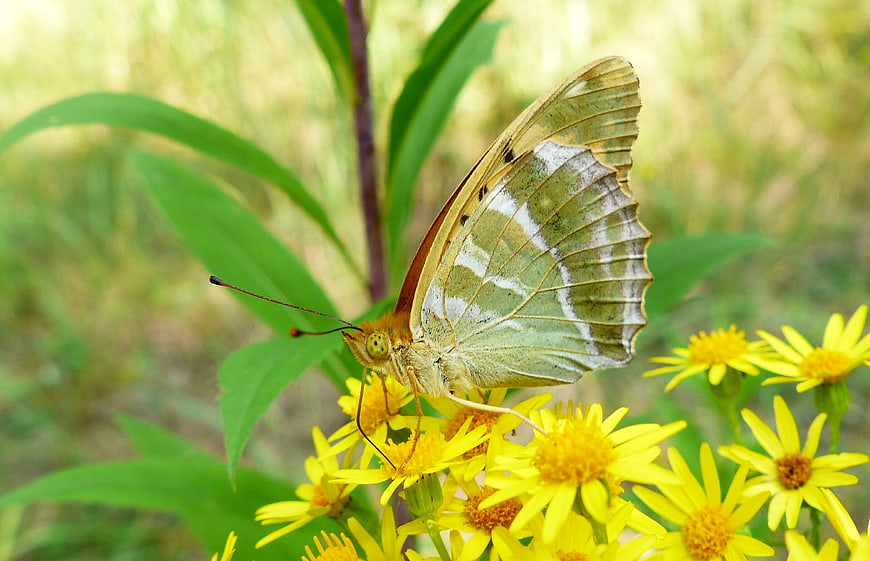 Green Brimstone Butterfly on Yellow Wildflowers