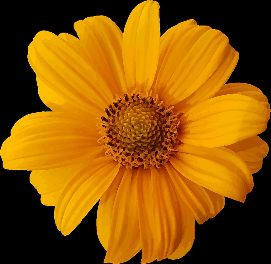 Vibrant Yellow Flower Illustration on Black Background