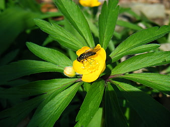 Close-up of a fly on a yellow buttercup flower