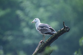 Seagull perched on a branch against a blurred green forest background
