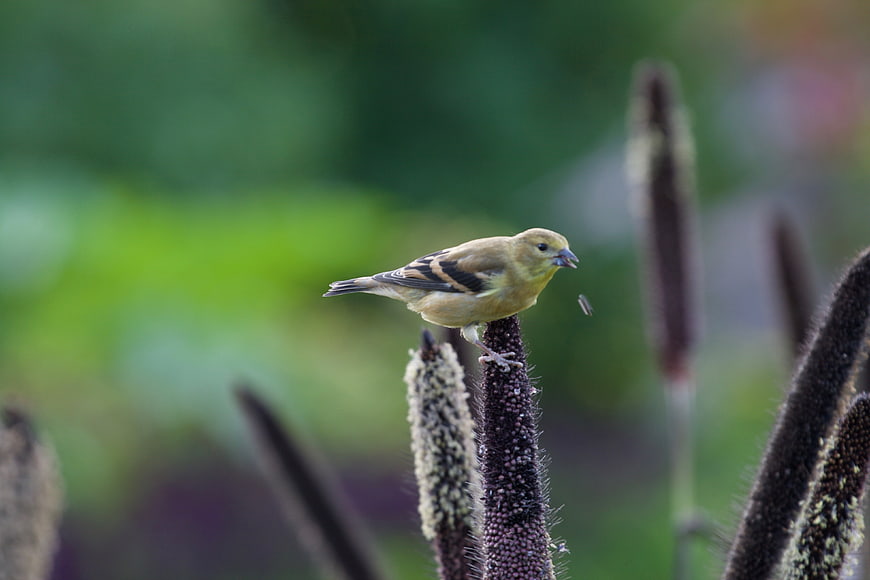 Yellow Finch Perched on Cattail in Nature