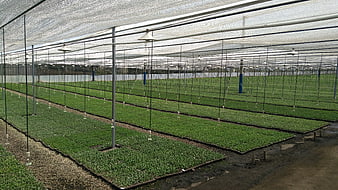 Large-scale greenhouse nursery with rows of seedlings