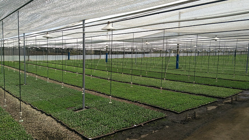 Large-scale greenhouse nursery with rows of seedlings