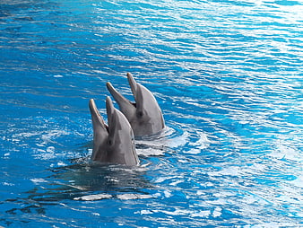 Two dolphins surfacing together in bright blue water
