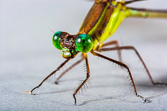 Macro Close-Up of Green and Brown Damselfly