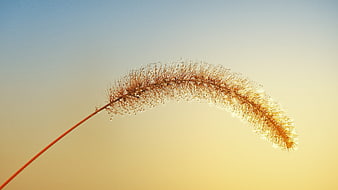 Backlit Wild Grass Stem With Dewdrops Against Golden Sunset Sky