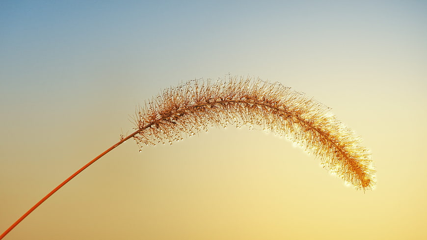 Backlit Wild Grass Stem With Dewdrops Against Golden Sunset Sky