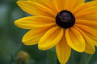 Close-up of a vibrant yellow black-eyed susan flower