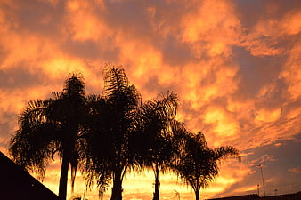 Silhouetted Palm Trees Against Dramatic Orange Sunset Sky