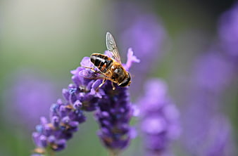 Hoverfly on Purple Lavender Flower Close-Up