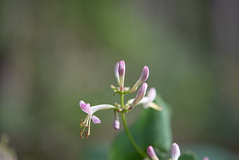 Close-up of delicate pink and white honeysuckle flower buds